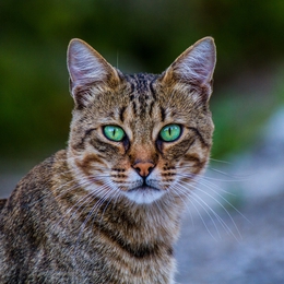 The Green Eyed Cat 