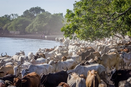 Wave of Cows 