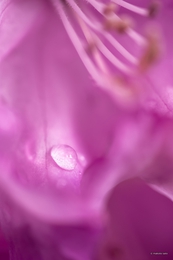 drop and rhododendron 