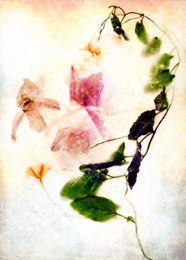 Aquarelle glacée 