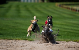 dog race 
