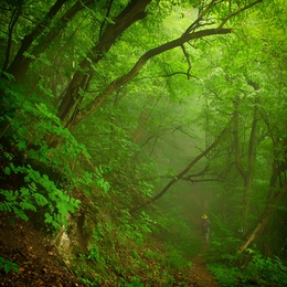 Green forest 