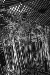 Garden of bamboo 