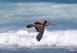 Numenius phaeopus 