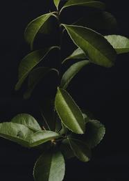 leaf 
