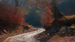 Autumn road 