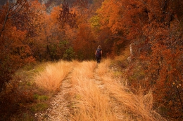 Forest road 