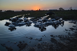 buffalo swamp 