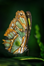 Green winged 