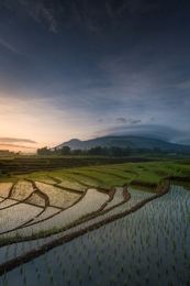 Rice Field 