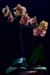 Phalaenopsis 