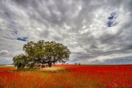 Alentejo 