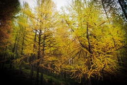 yellow woods 