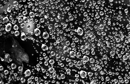 DEW DROPS 