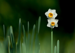 A Winter Narcissus 