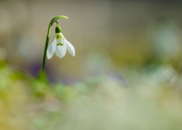 A Snow Drop 