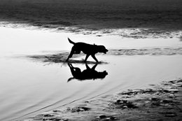 Dog on the beach___ 