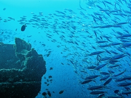 Oceano de Vida 