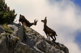 Wild goats 