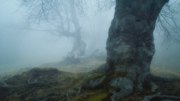 Old forest 