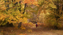 Autumn forest 