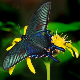 Papilio dehaanii 