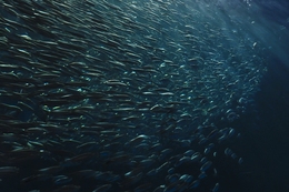 herd of Japanese pilchard　まいわしの群れ 