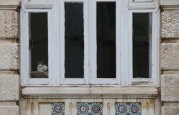 Cat at the window 