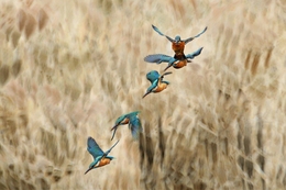 A scene where a kingfisher jumps from hoverin 