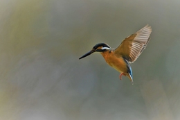 Kingfisher hovering. 
