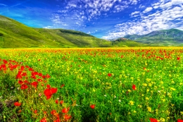 Colorful Prairie 