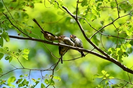 Long-tailed tit parent and young bird. 