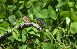 Kingfishers and sparrows . 