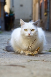 Autumnal Cat 