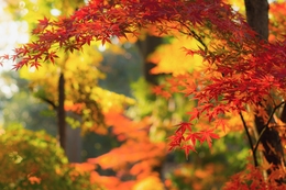 Autumn Color 