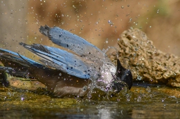 Pega-azul 