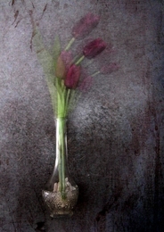 The Purple Tulip 