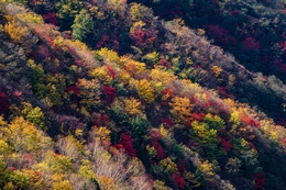 Autumn Colors on Mountain Slopes 