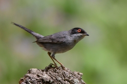 Toutinegra-de-cabeça-preta 