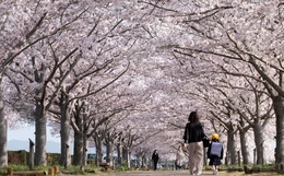 Cherry blossom avenue 