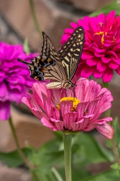 zinnia and butterfly 