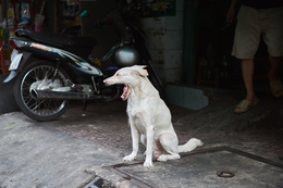 Dog in Ho Chi Minh City 