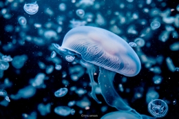 Jellyfish01 