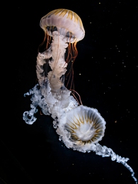 jellyfish02 