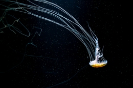 Jellyfish03 