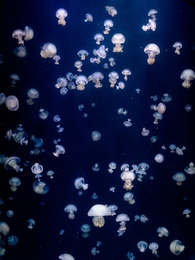 Jellyfish05 