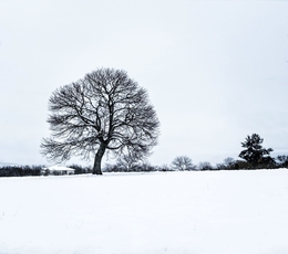 MInimalismos com neve 