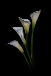 Calla Lily 