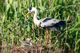 REAL HERON WITH ITS CHILDREN 