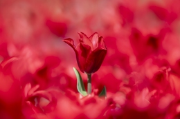 Red Tulip 
